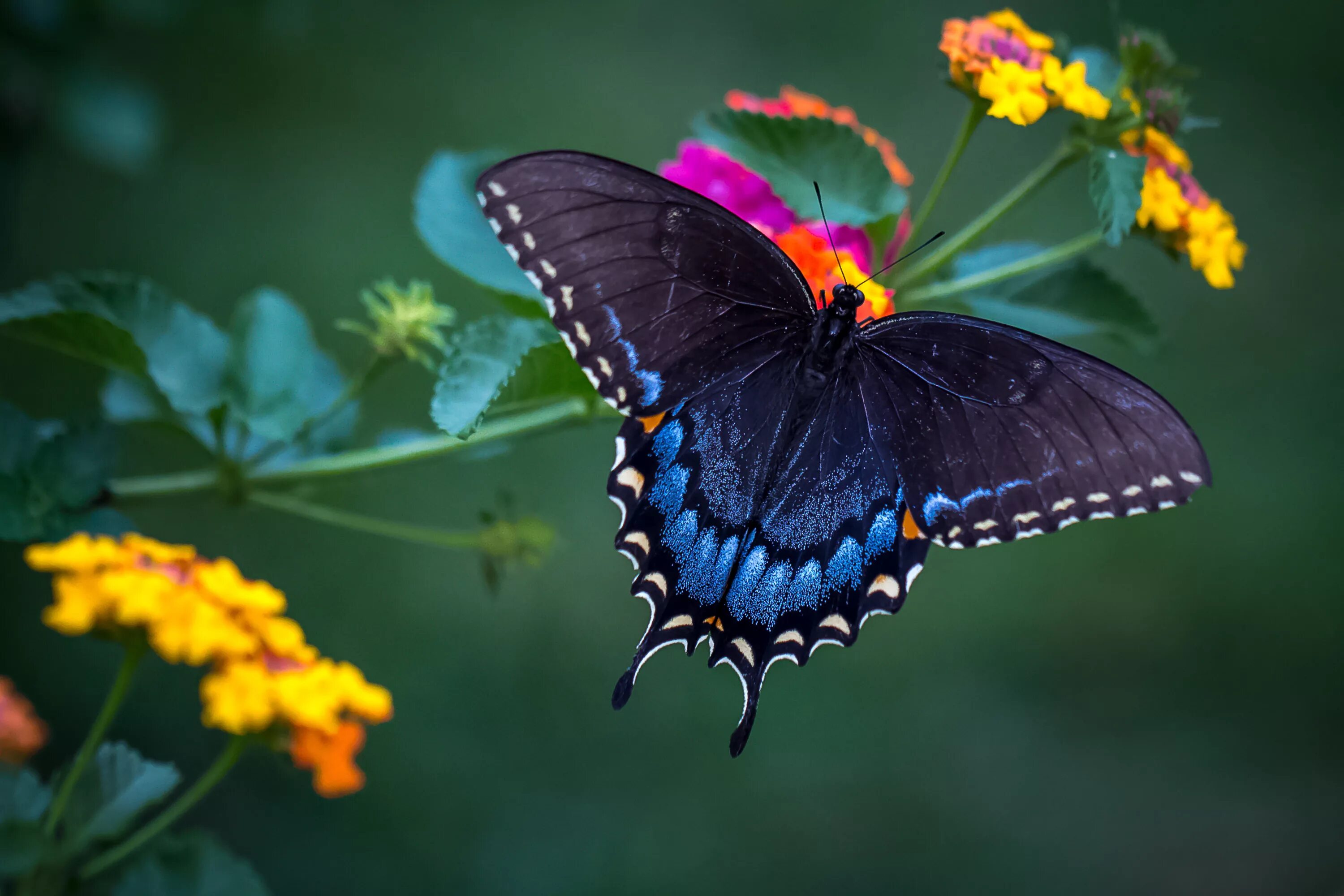 Бабочки на весь экран. Калифорнийский синий Махаон. Бабочка Баттерфляй. Красивые бабочки. Бабочка на цветке.
