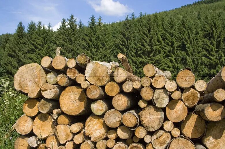 Лес материал. Продажа леса. Лесоматериалы Томск. Высокая стоимость льготной древесины.