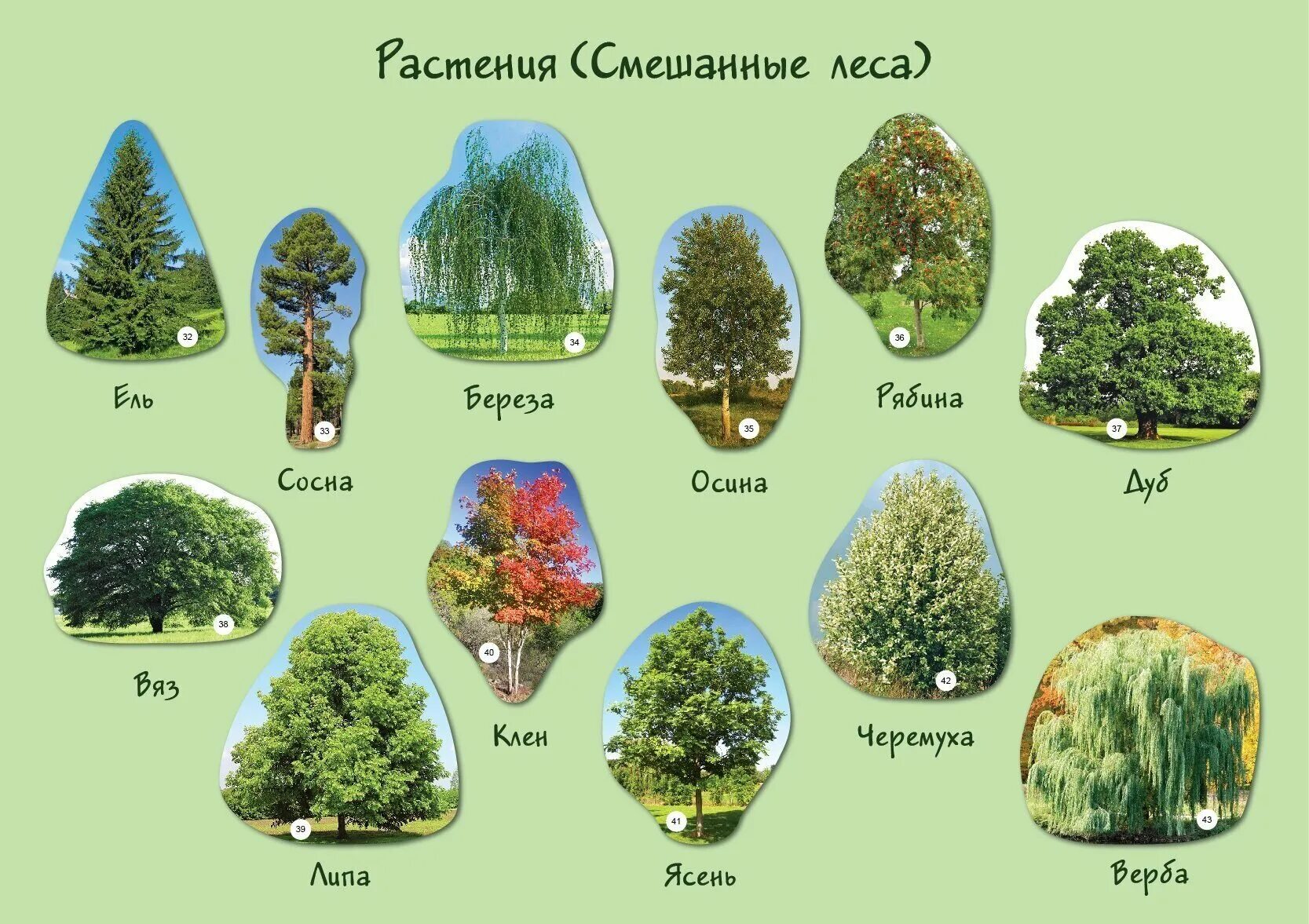 Сопутствующие растения смешанного леса