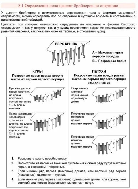 Как отличить цыплят. Как отличить курочку от петушка в возрасте 1 месяц. Как различить курочку от петушка в суточном возрасте. Как отличить цыпленка петушка от курочки суточных. Как определить суточных цыплят по полу.