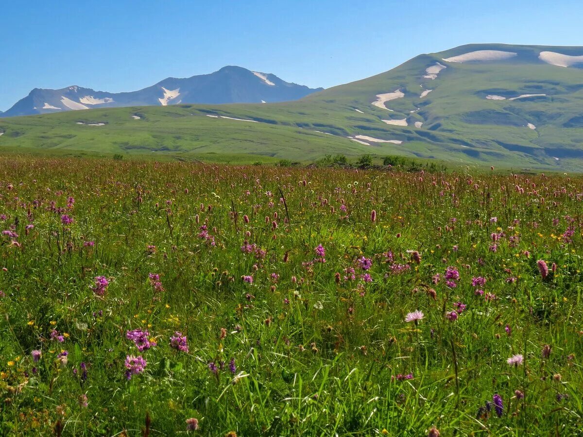 Плато Лаго-Наки Альпийские Луга. Альпийские Луга Лагонаки. Гора Абадзеш плато Лагонаки. Плато Лагонаки кавказский заповедник. Адыгею прославила удивительная природа егэ