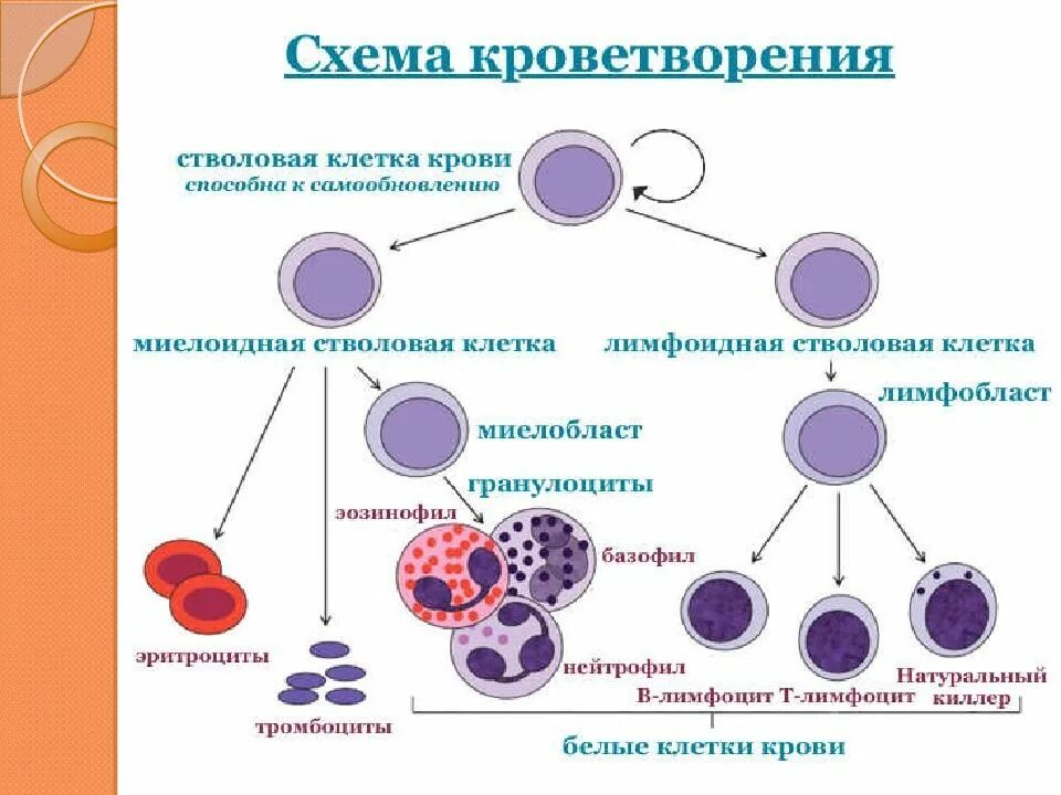 Число хромосом в клетках лейкоцитов человека