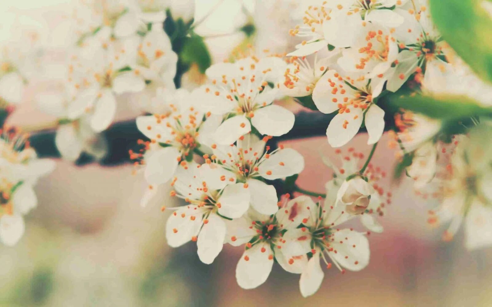 Весенние картинки на рабочий стол. Цветущая вишня. Весенние цветы. Цветочки на рабочий стол. Цвет весны 24 года