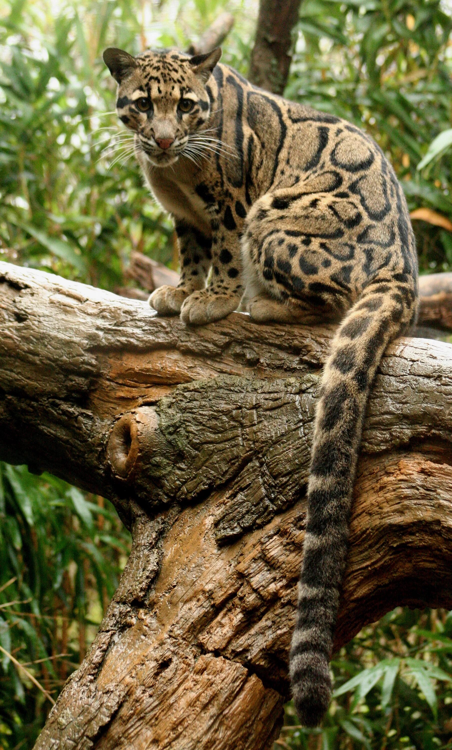 Семейство больших кошачьих. Дымчатый леопард (Neofelis nebulosa),. Борнео дымчатый леопард. Тайваньский дымчатый леопард. Тасманский дымчатый леопард.