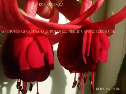 Алый синий фуксия красный янтарный оранжевый