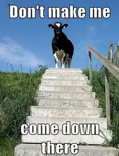 Can go down