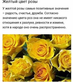 Значение желтого цвета роз
