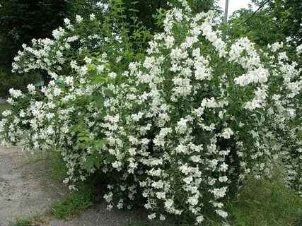 Куст пахнет