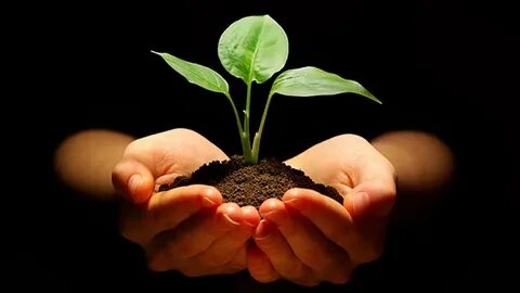Take care of plants