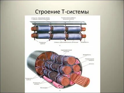 Т система осуществляет