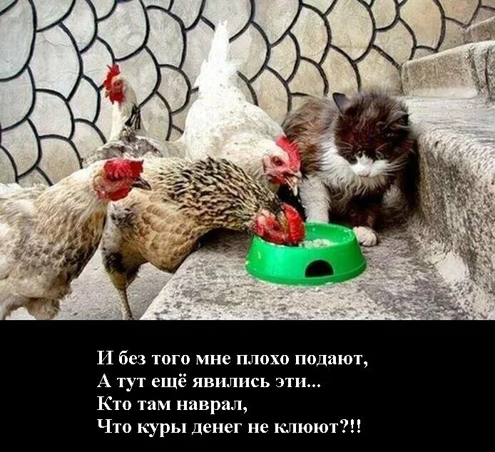 Корм для куриц. Петух в курятнике. Домашняя курица. Они не едят курицу. Они не едят курицу.
