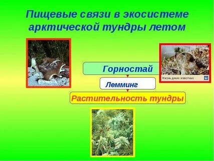 Пищевые связи в экосистеме