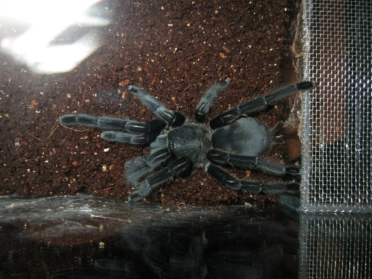 Экскурсии в томске про пауков. Лапки пауков. Рогатый птицеед. Почему умирают пауки. Thrixopelma pruriens.