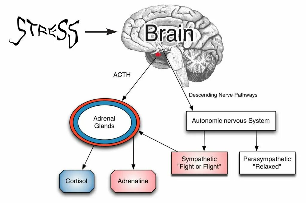 Can be stressful. Brain stress. Раскройте карты Brain. Stress-out занятие. Stress Chronical.