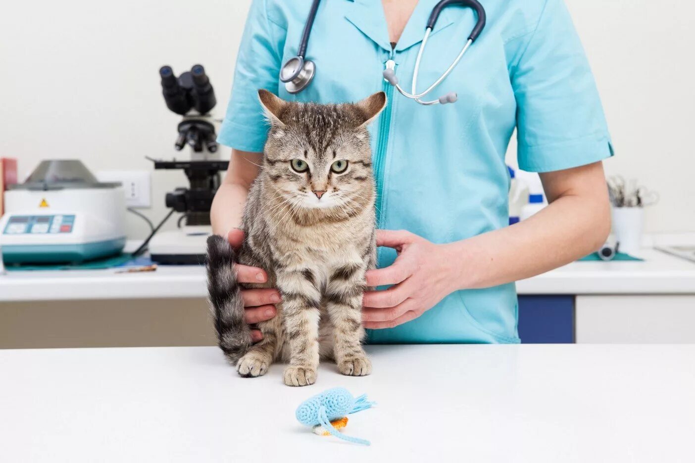 Ветеринар котят. Ветеринар с кошкой. котенок у ветеринара. кошка в ветеринарной клинике. кошка в ветеринарке.