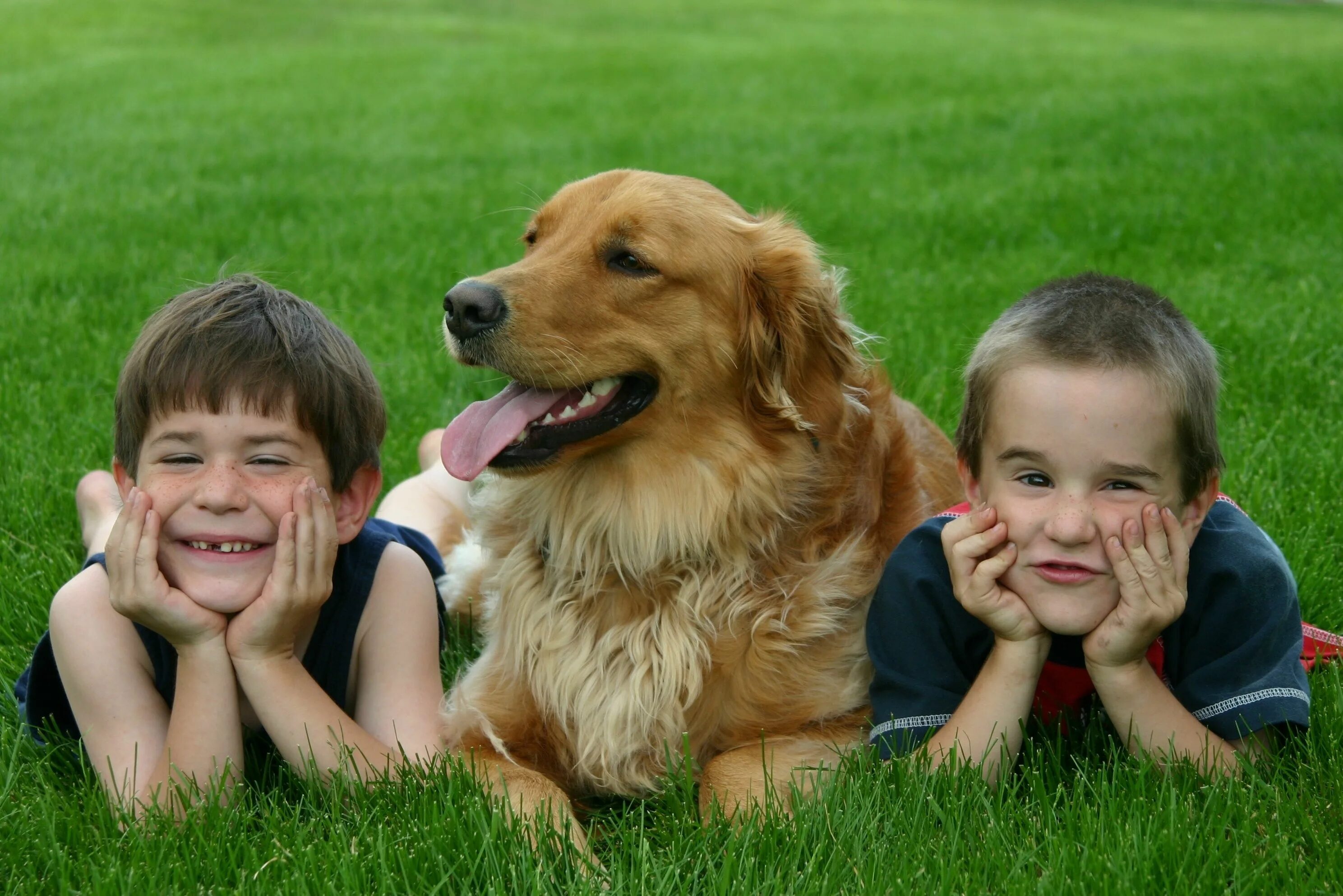 Мальчик держит собаку. Собака для детей. Собака друг человека. Ребенок с животным. Домашние животные для детей.