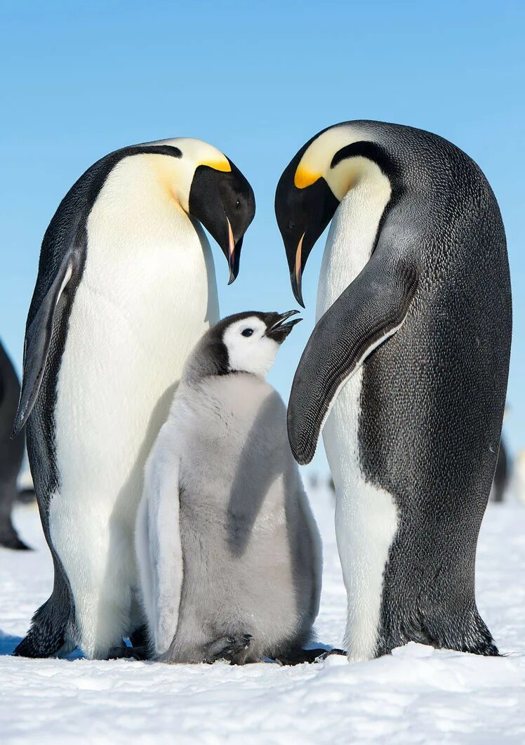 Пингвин. Птенец королевского пингвина. Субантарктический пингвин. Птенец императорского пингвина. Императорский пингвин aptenodytes forsteri.