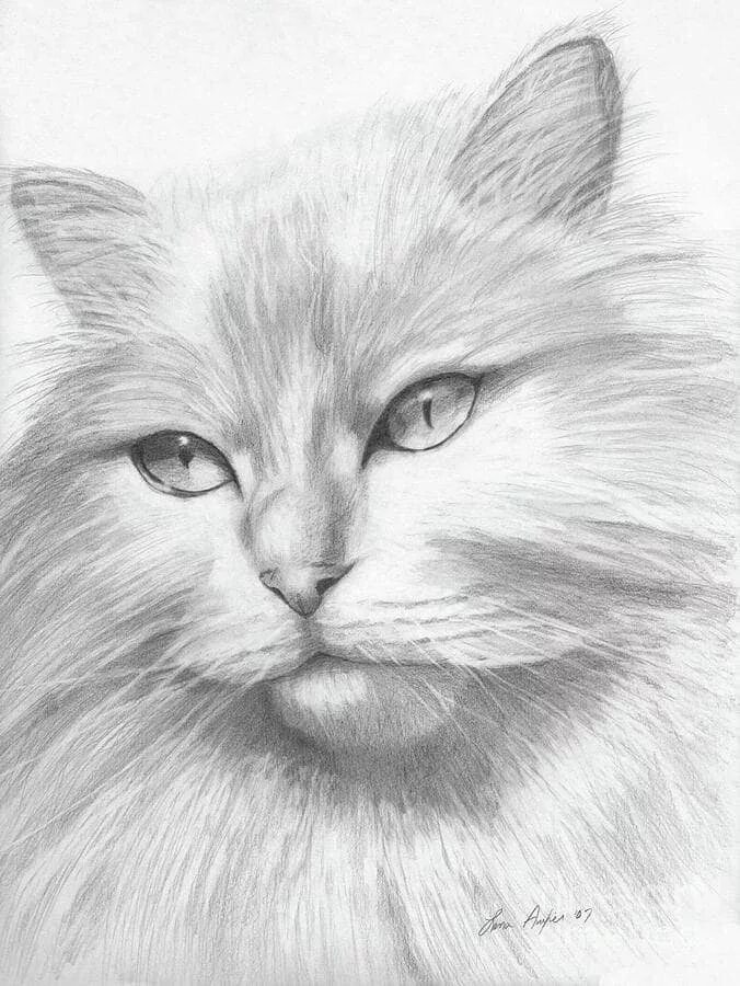 Нарисовать рисунок. Животные карандашом. Кот карандашом. Красивые рисунки карандашом. Красивые кошки карандашом.