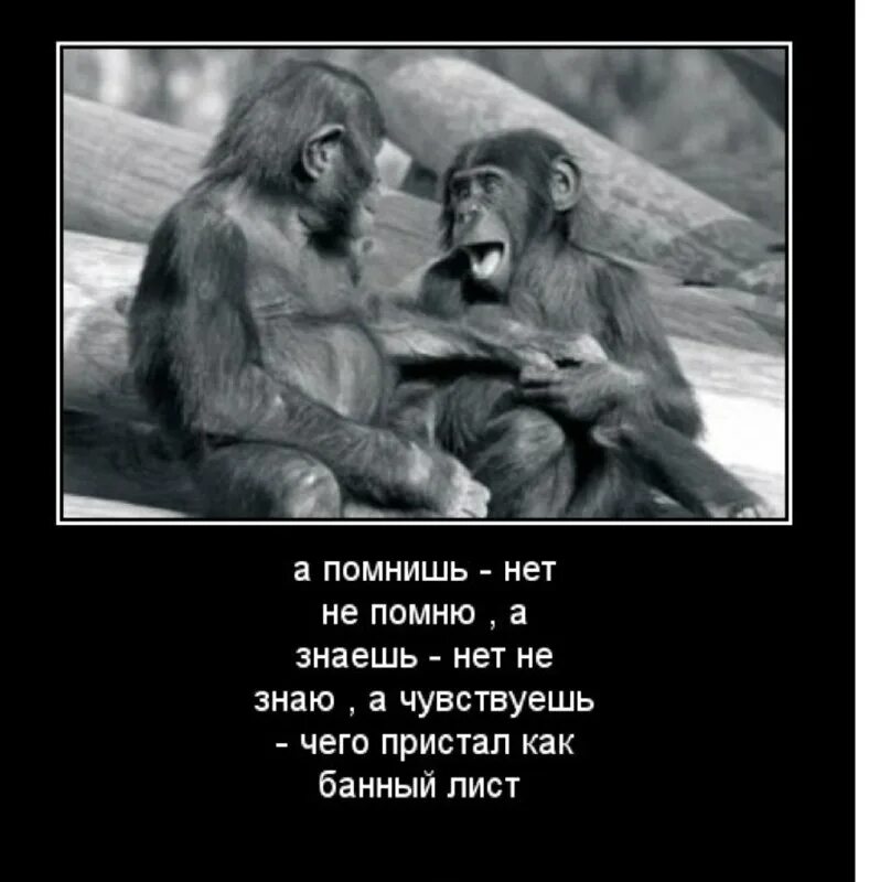 Наверное ты меня не помнишь. Цитаты стэтхэма приколы. Не помню чтобы когда нибудь было. Женская народная мудрость чего не помню. Ну ты же обещал.