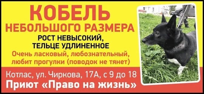 Приют котлас право на жизнь. Приют котлас право на жизнь