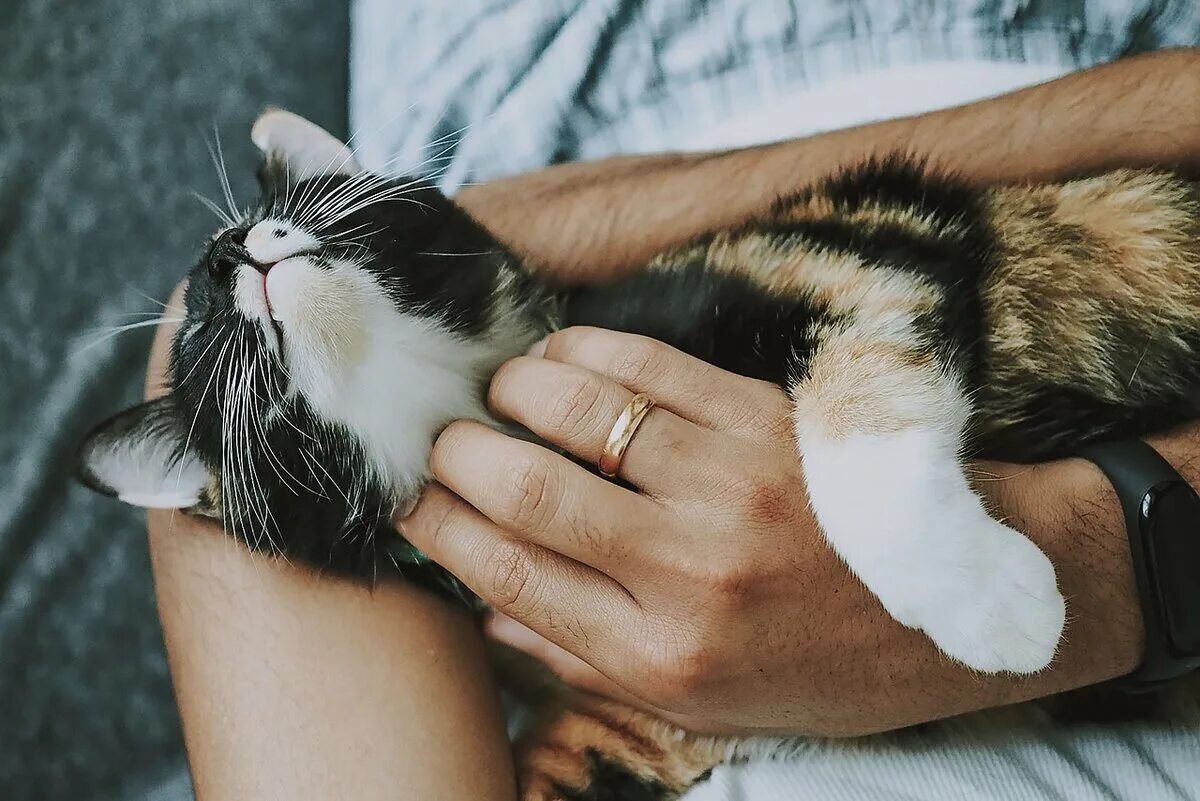 Почему кот ластится. Забота о кошке. гладить кошку. кот ластится. мурлыканье кошки.