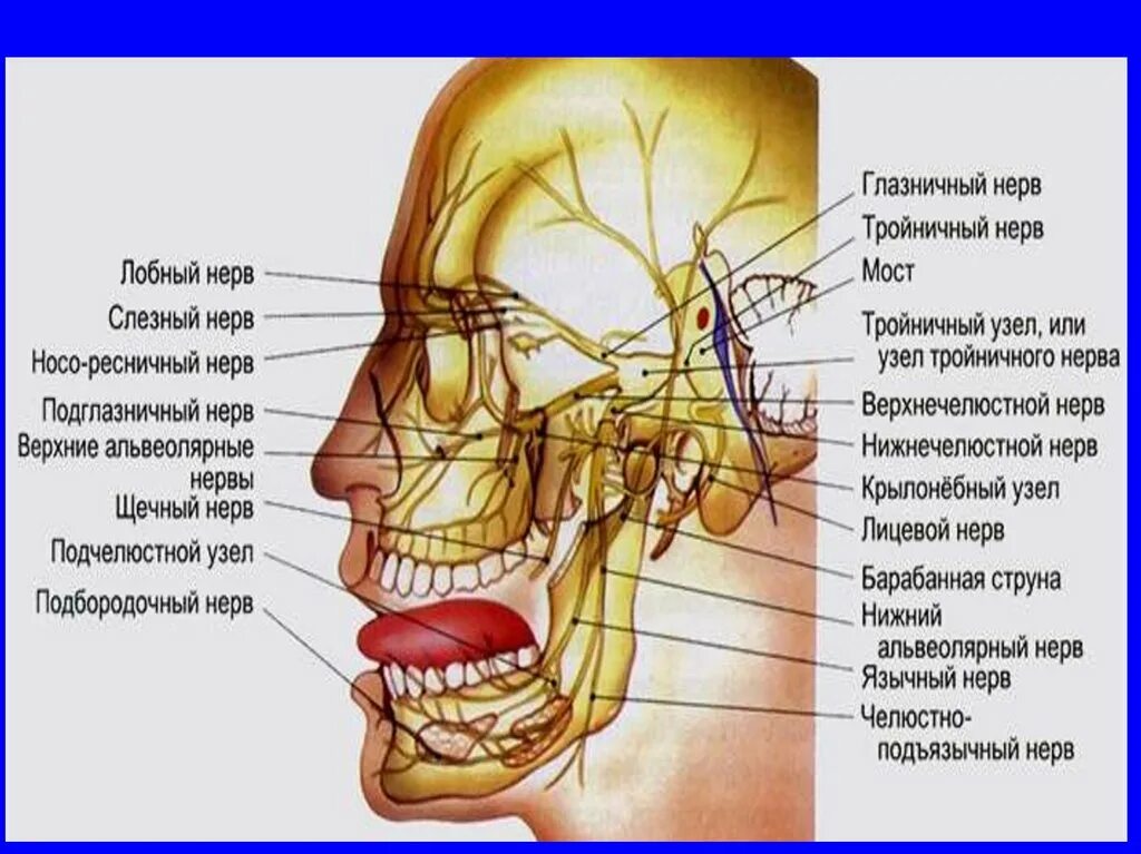 Нервы подбородка. Тройничный лицевой нерв. Trigeminus анатомия. Тройничный лицевой нерв. Нервы подбородка.