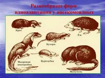 Идиоадаптация цветковых