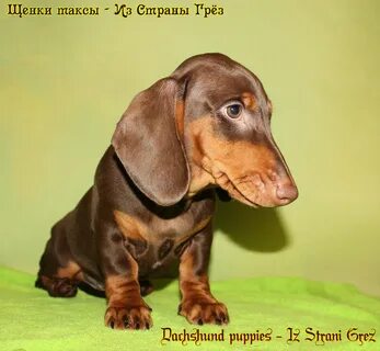Вес таксы