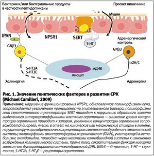 Кишечника и мочеиспускание