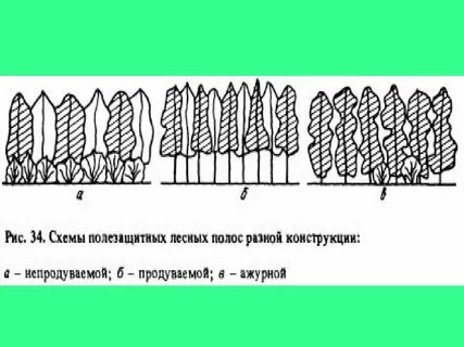 Виды лесополос