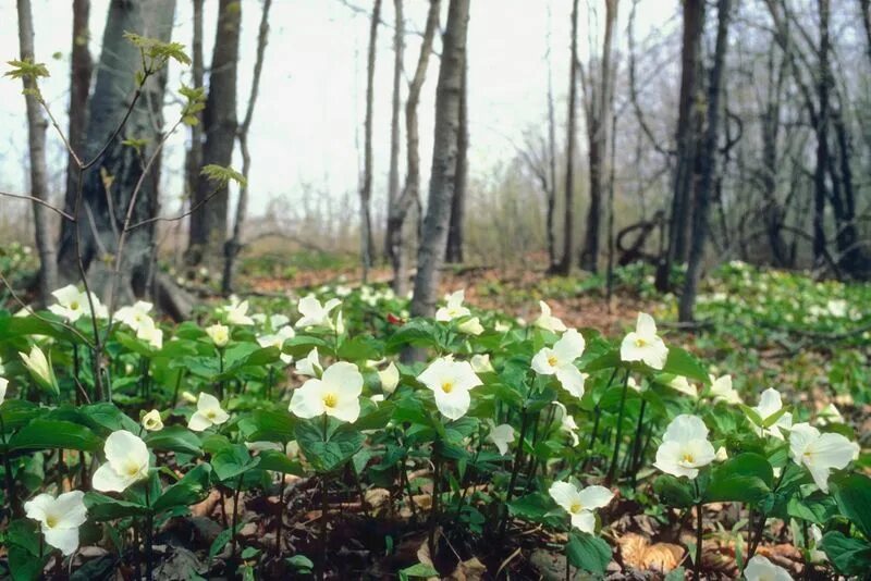Подснежник ветреница лесная. Пролеска ветреница. Ветреница поляна. Ветреница лесная полянка. Ветреница майская.