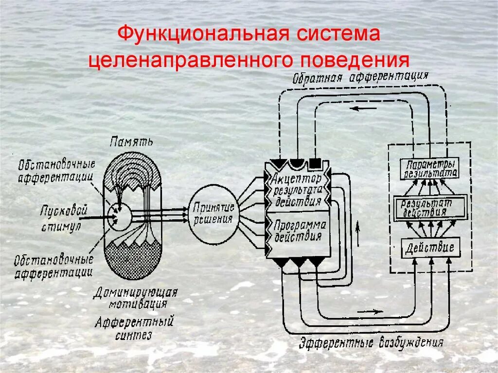 Функциональная система движения. Схема функциональной системы поведенческого акта. Анохин схема поведенческой функциональной системы. Теория функциональных систем схема. Функциональная система поведенческого акта по Анохину.