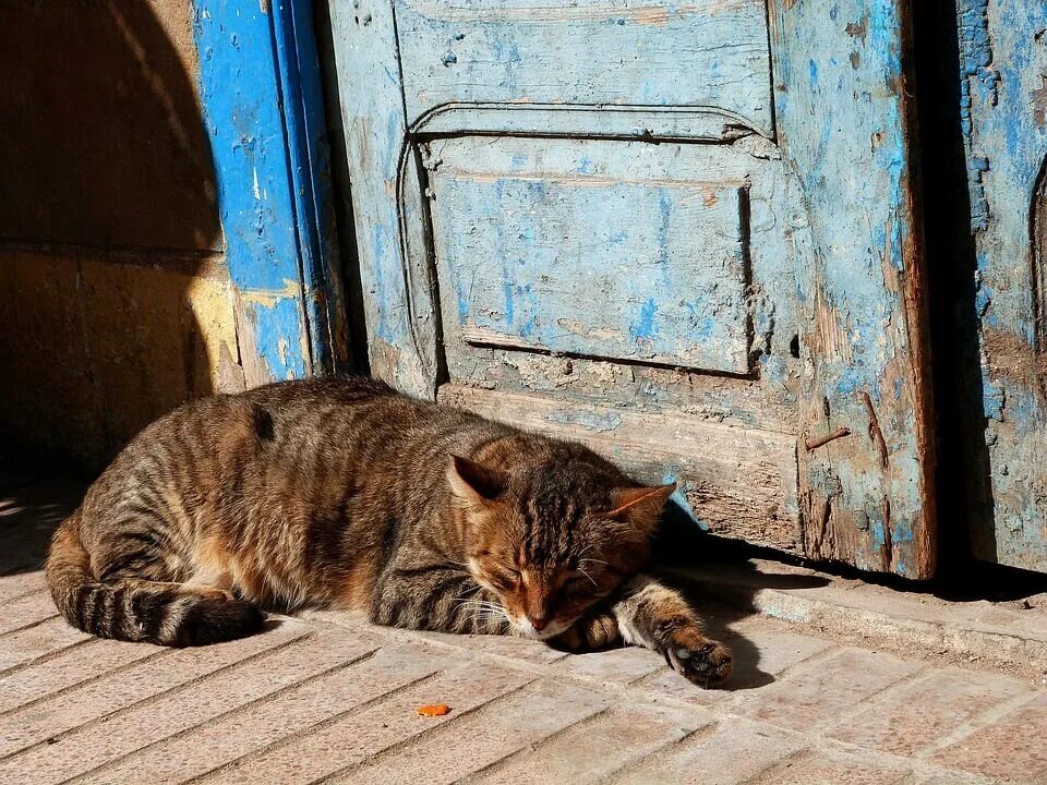 Кот сидит у входной двери. Кот на улице. кошка на крыльце. кошка спит на крылечке. кот на крылечке.