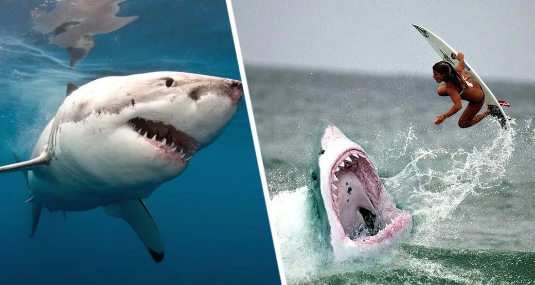 На мальдивах акулы нападали на людей. Акула в море.