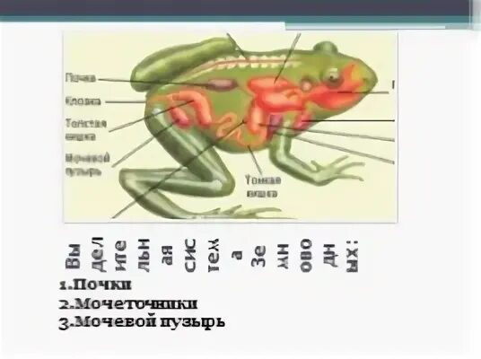 Мочеточник у земноводных. Выделительная система лягушки. Земноводные органы выделения. Внутреннее строение лягушки выделительная система. Система выделения у земноводных.