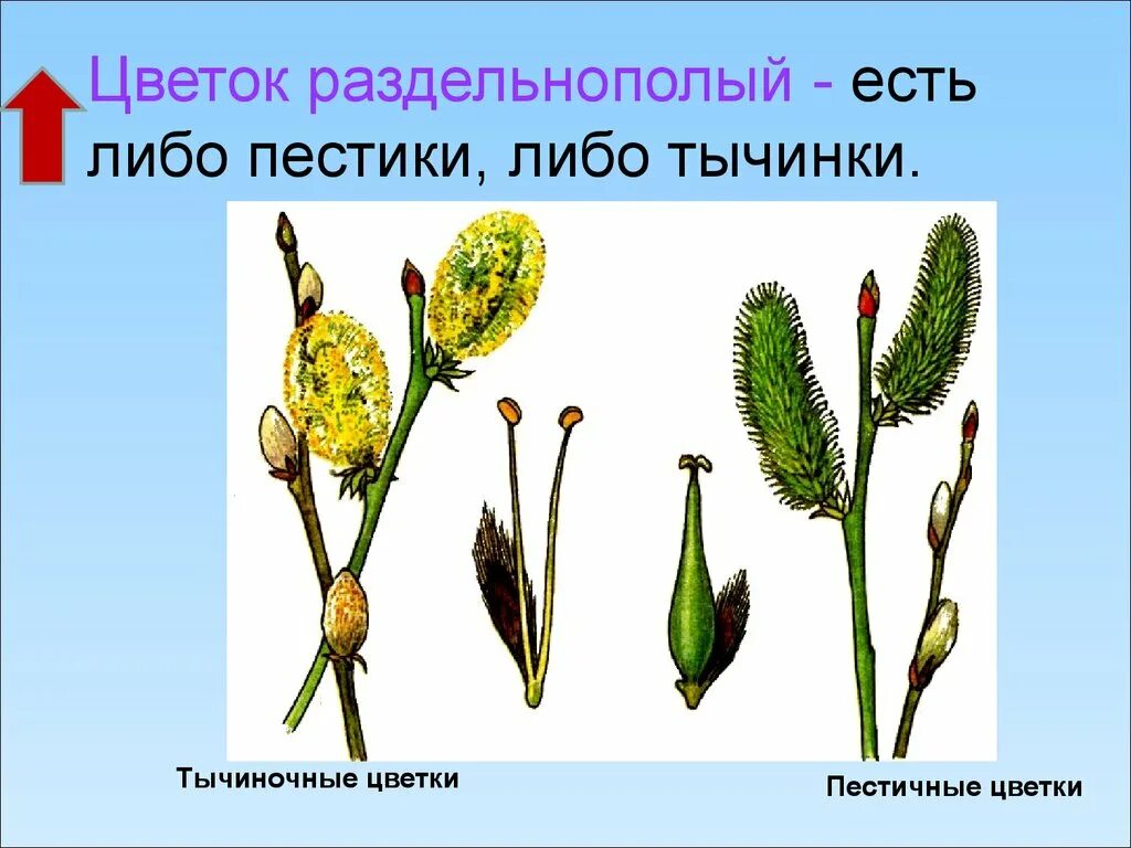 Обоеполые однодомные двудомные. Верба двудомное растение. Тополь двудомный. Двудомный обоеполый. Тополь двудомное растение.