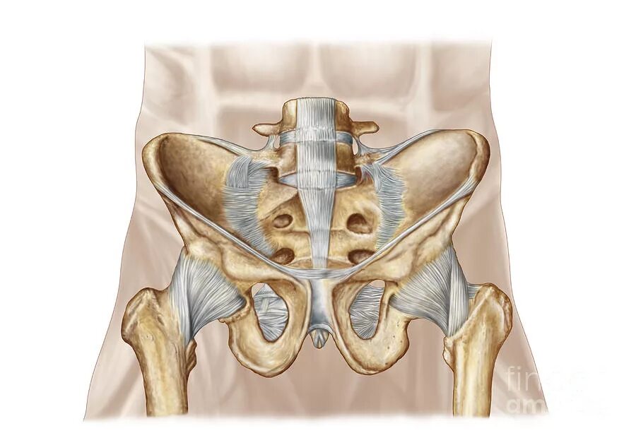 Соединение лобковых костей. Кости и связки малого таза. Подвздошная кость 3д. Анатомия костей таза медунивер. Лобковый симфиз анатомия.