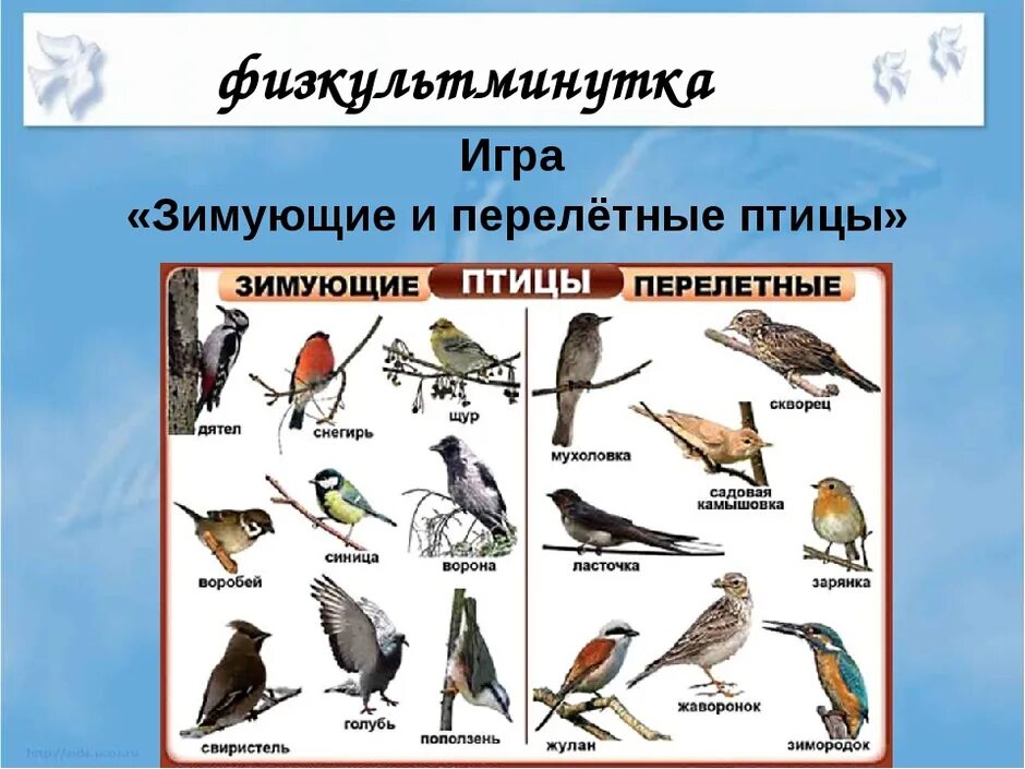 Второе название птиц. Птицы России зимующие и перелетные птицы. Перелётные птицы названия 2 класс окружающий мир. Перелетные и зимующие птицы. Перелетные и зимующие птицы для детей.