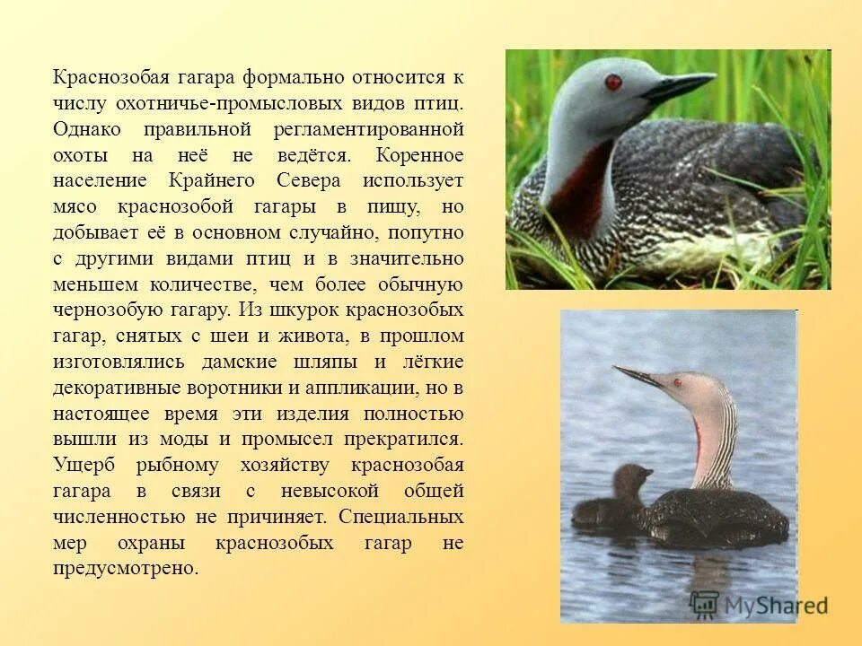 Летела гагара текст. Летела гагара текст песни. Летела гагара текст. Летела гагара слова. Песня гагара.