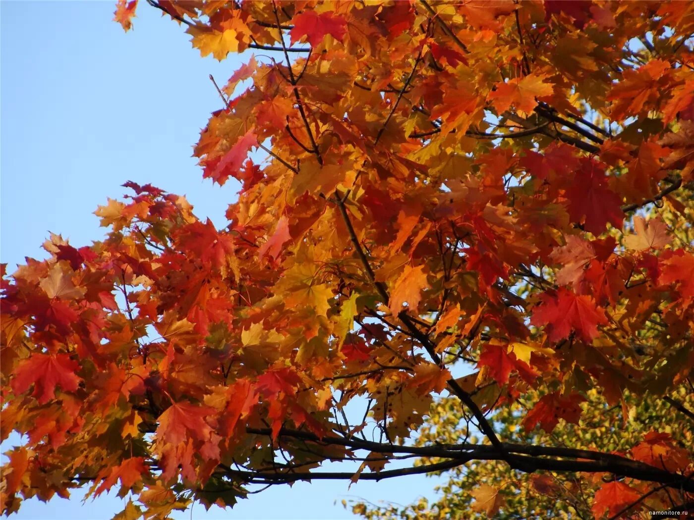 Осенний клен фото. Под осенью клена. Под осенью клена. Клен остролистный осень. Под осенью клена.