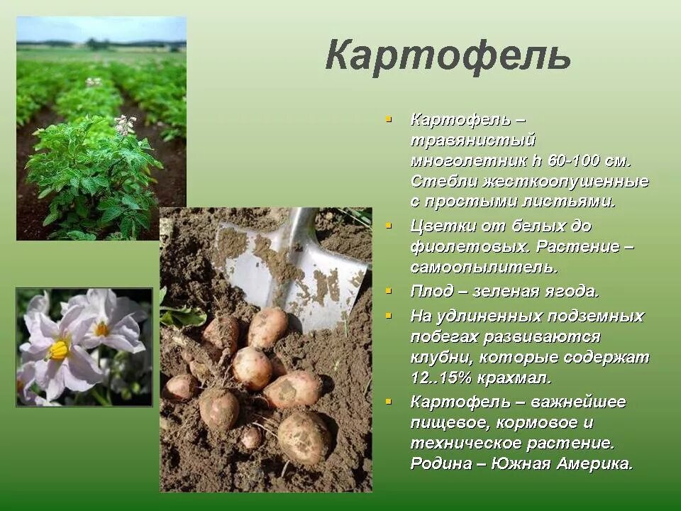 Картофель вид семейство. Картофель, или паслён клубненосный –. Картофель вид семейство. Классификация растений картофель. Строение картофеля.