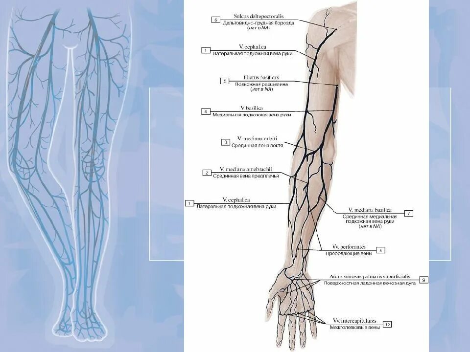 Название самой большой вены у человека. Вены верхней конечности анатомия схема. Большая подкожная Вена руки. Срединная подкожная Вена.