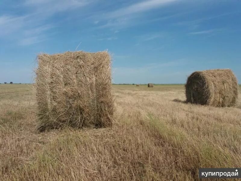 Сено Луговое разнотравие тюки. Сено в рулонах. Горох в тюках. Горошек полевой сенокос.