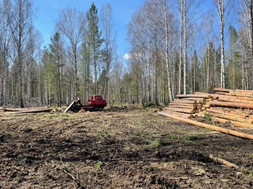 Ирбейский сельсовет ирбейского района. Ирбейский район вырубка лесов. Поселок изумрудный Ирбейский район Красноярский. Расчистка леса. Лес России.