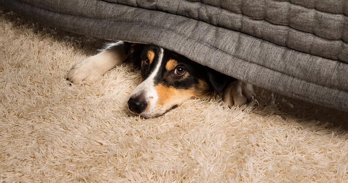 Включи собачий новый. Собака под диваном. Собака спряталась. Собака пол кровать. Щенок спрятался.