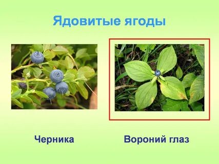 Ягоды какого растения ядовиты