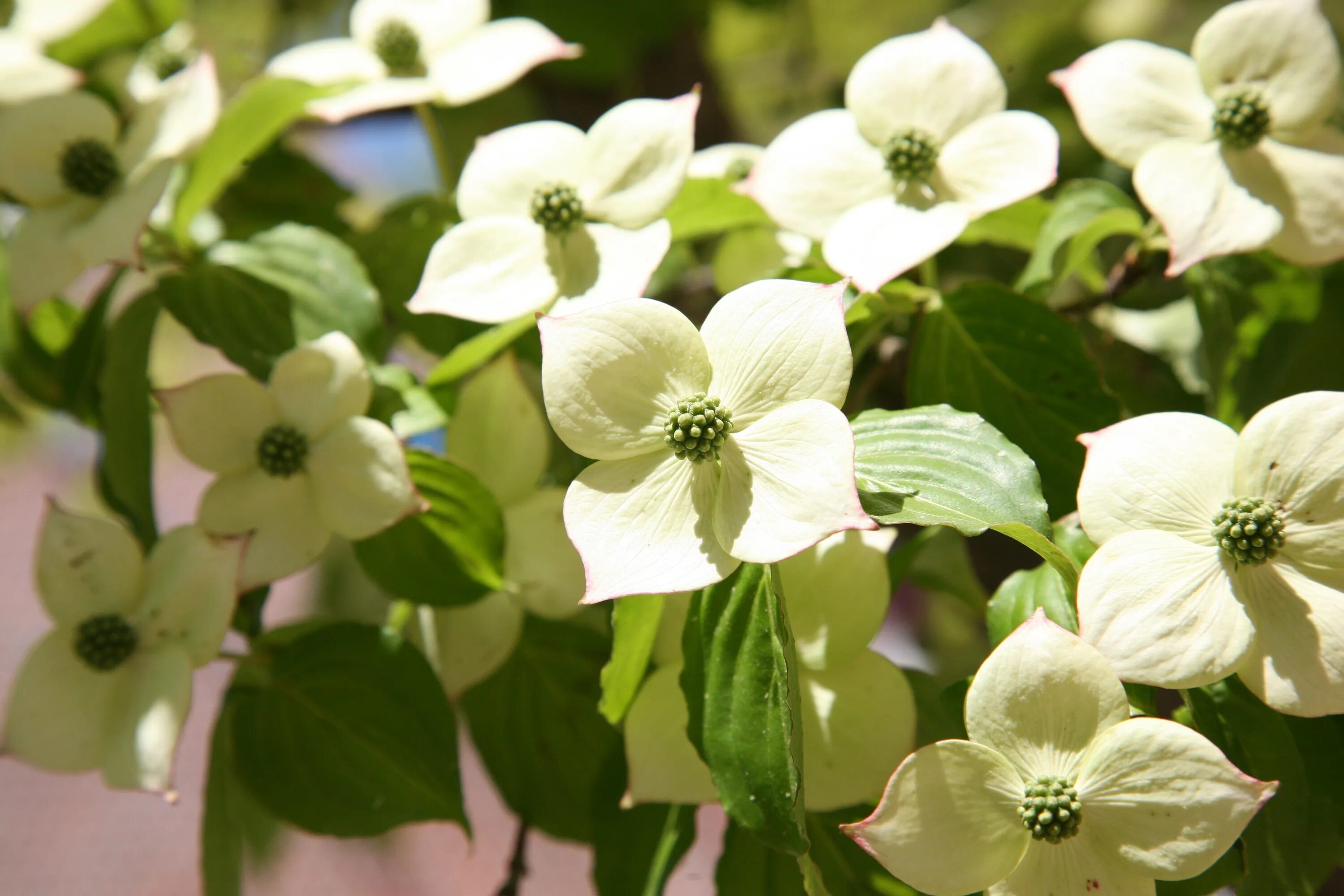 Flowering Dogwood растение. Цветок четыре лепестка белый. Белый цветок с 4 лепестками. Кустарник с белыми цветочками четыре лепестка.