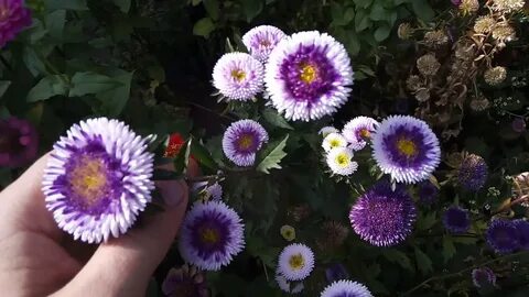 Астры как снять