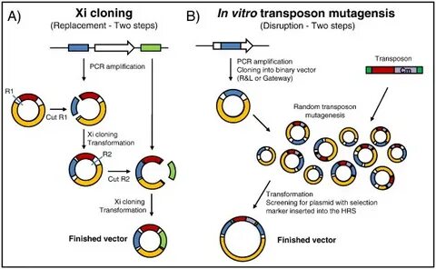 Cloning into