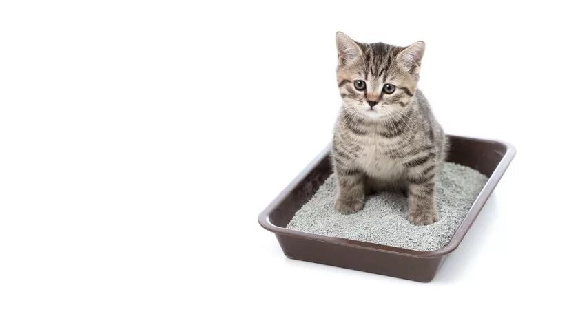 Как приручить котенка к лотку. Лоток для котят. лоток для котенка 1.5 месяца. кот в лотке. лоток для котенка 1 месяц.